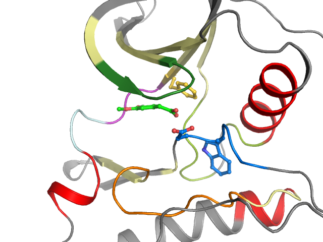The orthosteric binding pocket
