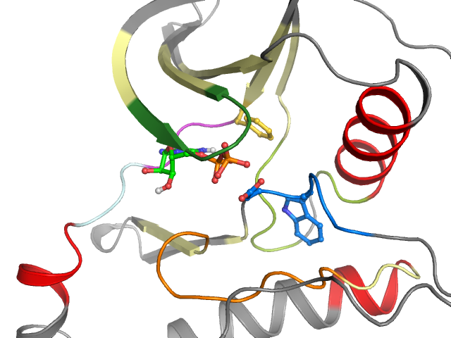 The orthosteric binding pocket