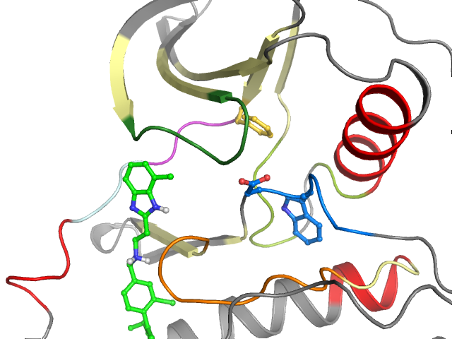 The orthosteric binding pocket