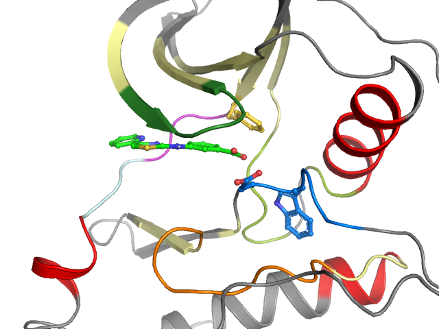 The orthosteric binding pocket