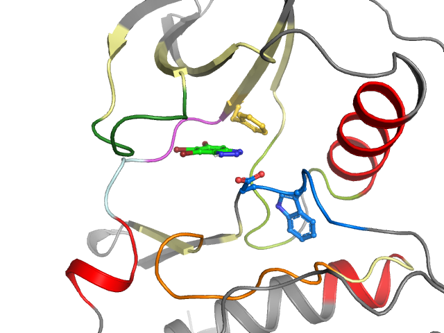 The orthosteric binding pocket