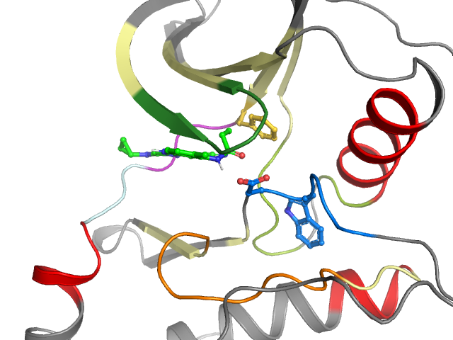The orthosteric binding pocket