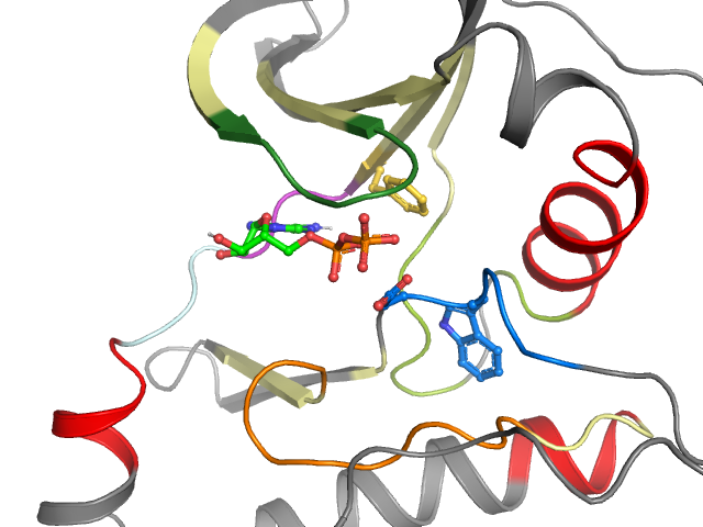 The orthosteric binding pocket