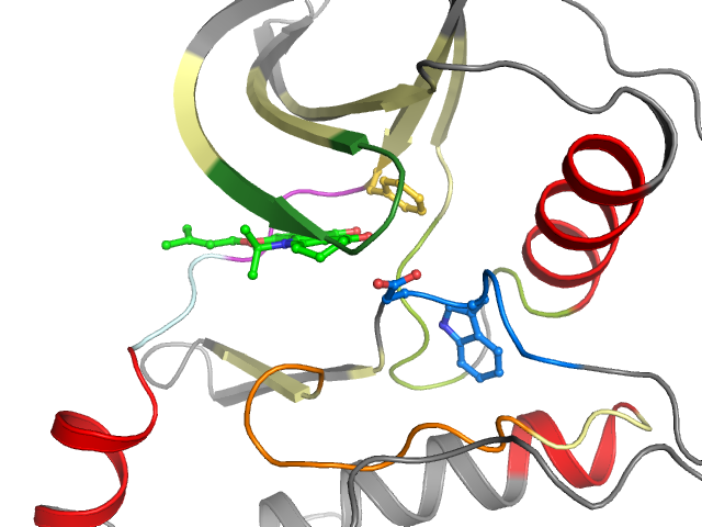 The orthosteric binding pocket