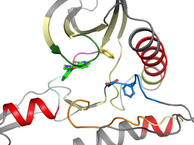 The orthosteric binding pocket