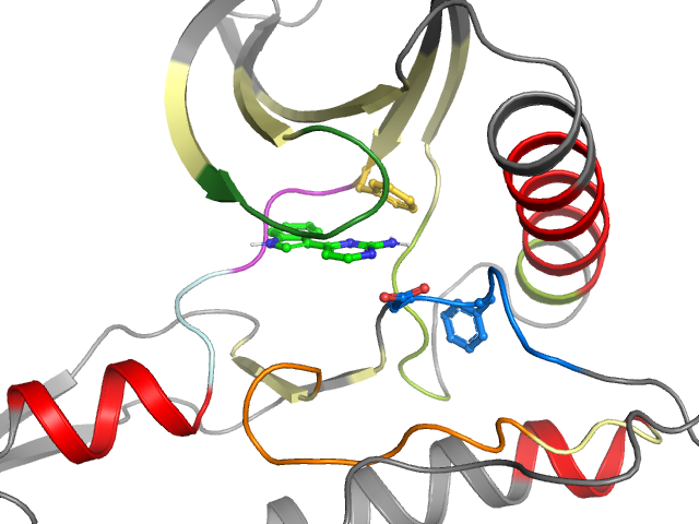 The orthosteric binding pocket