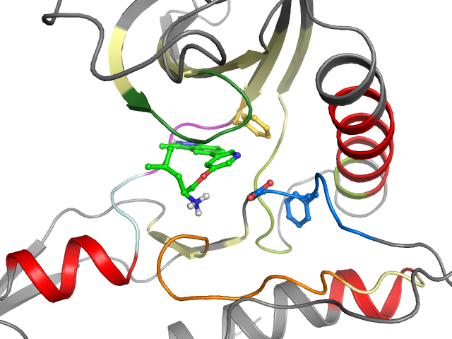The orthosteric binding pocket