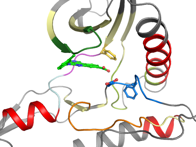The orthosteric binding pocket