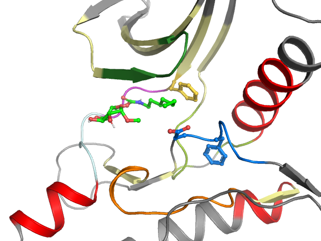 The orthosteric binding pocket