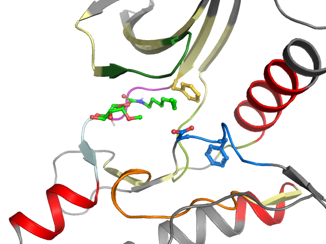 The orthosteric binding pocket