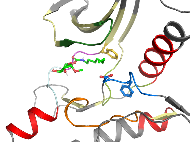 The orthosteric binding pocket