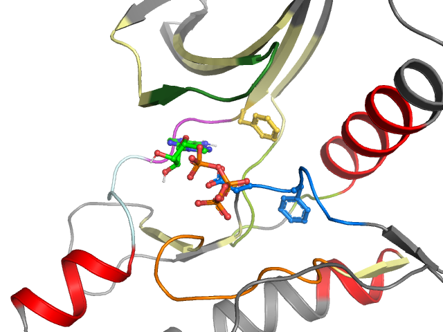 The orthosteric binding pocket