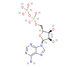 2D structure of the orthosteric ligand