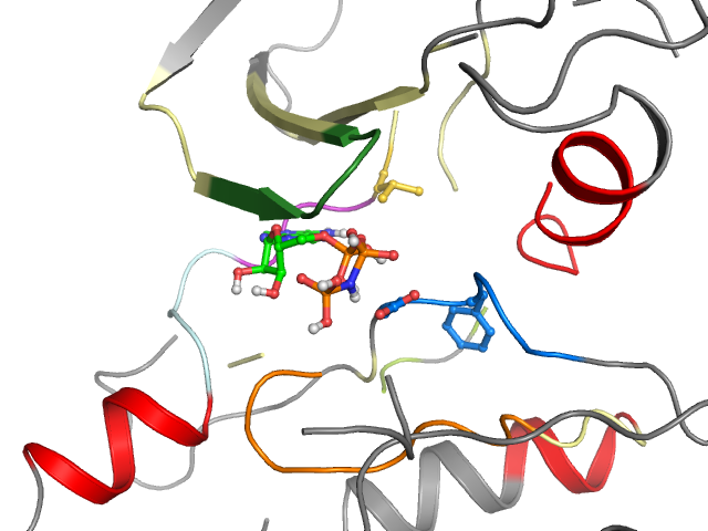 The orthosteric binding pocket