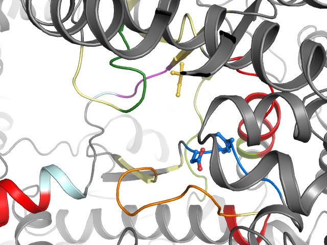 The orthosteric binding pocket