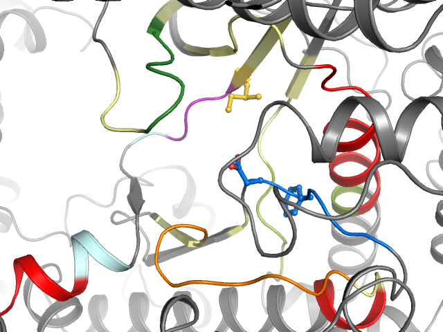 The orthosteric binding pocket