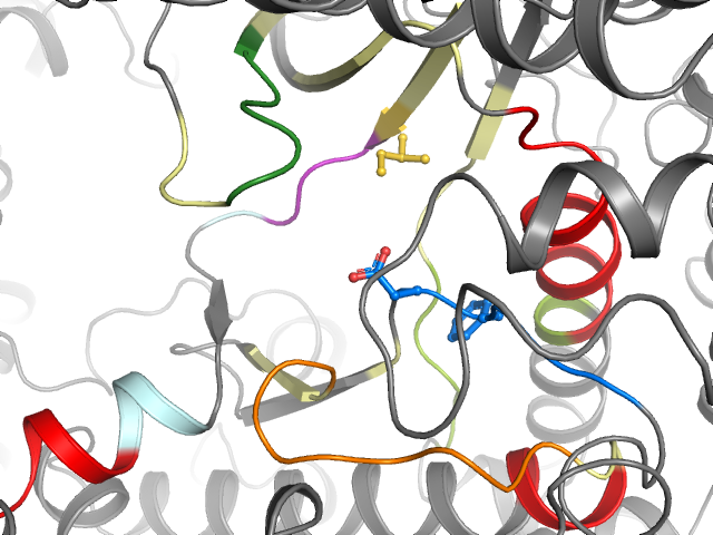 The orthosteric binding pocket