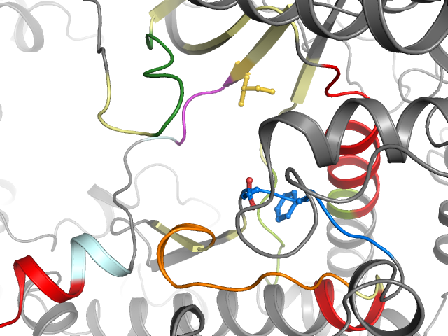 The orthosteric binding pocket