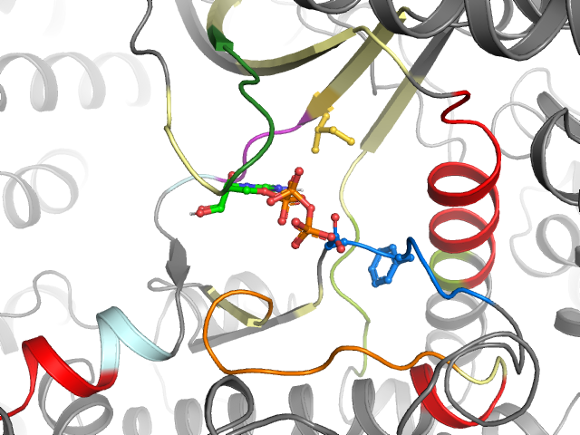 The orthosteric binding pocket