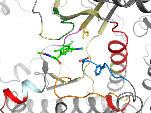 The orthosteric binding pocket