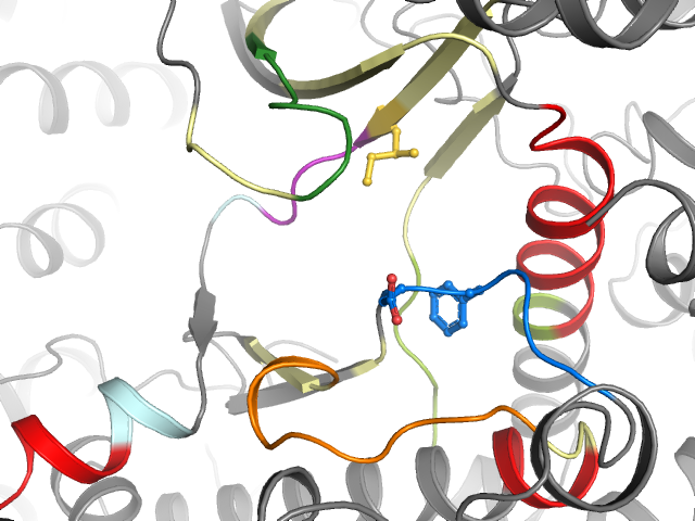 The orthosteric binding pocket