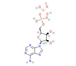 2D structure of the orthosteric ligand