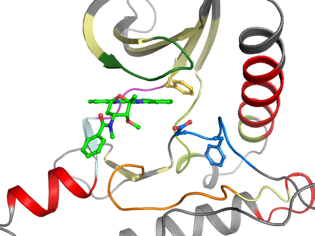 The orthosteric binding pocket