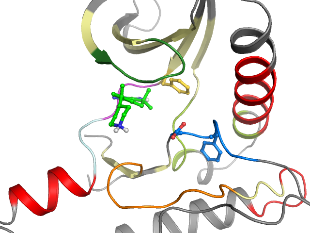 The orthosteric binding pocket