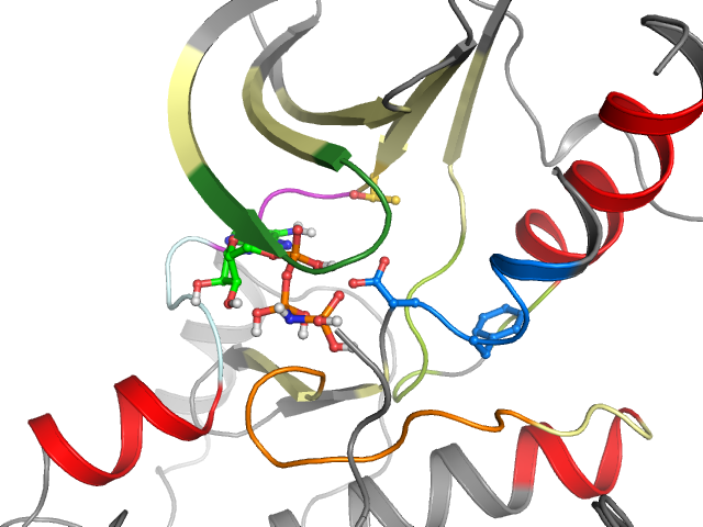 The orthosteric binding pocket