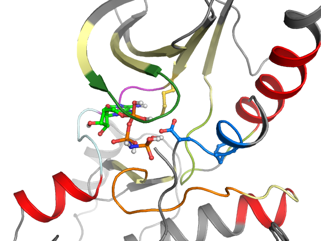 The orthosteric binding pocket