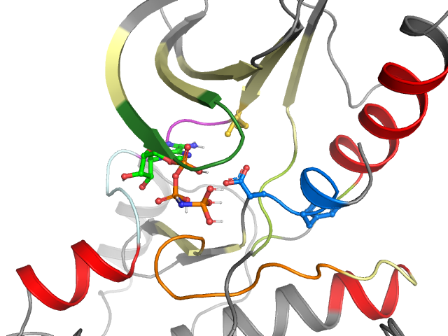 The orthosteric binding pocket