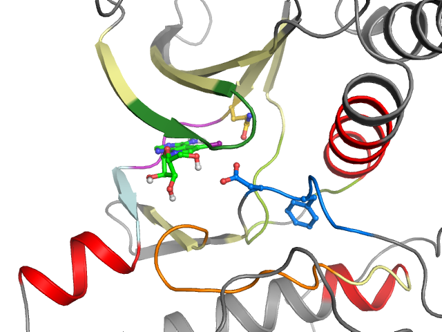 The orthosteric binding pocket