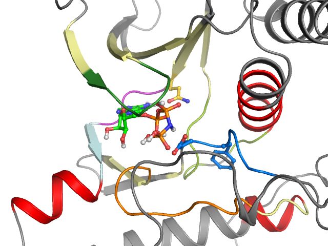 The orthosteric binding pocket