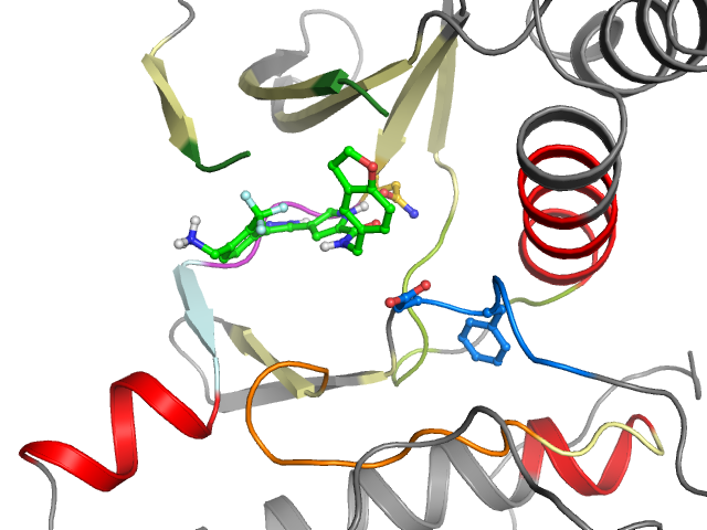 The orthosteric binding pocket