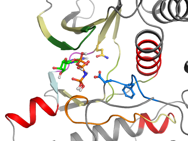 The orthosteric binding pocket