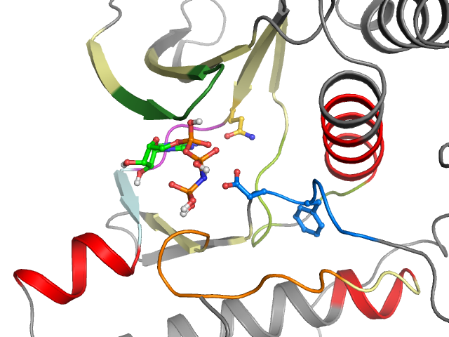 The orthosteric binding pocket