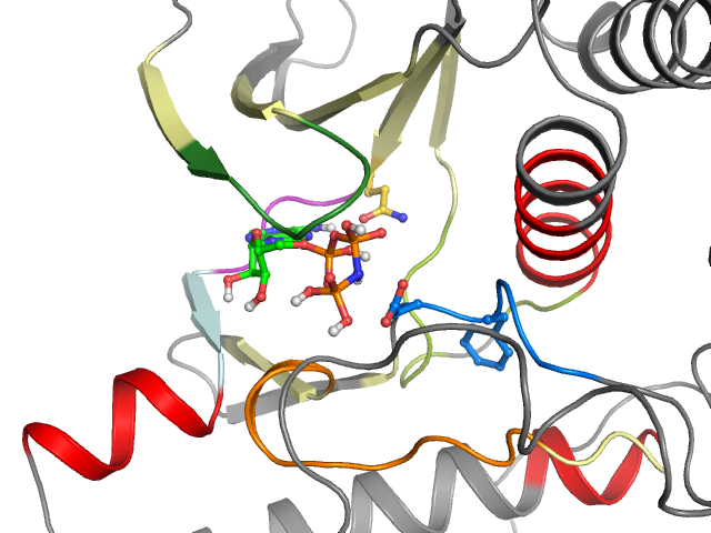 The orthosteric binding pocket
