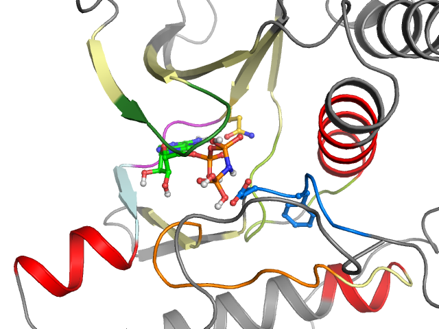 The orthosteric binding pocket