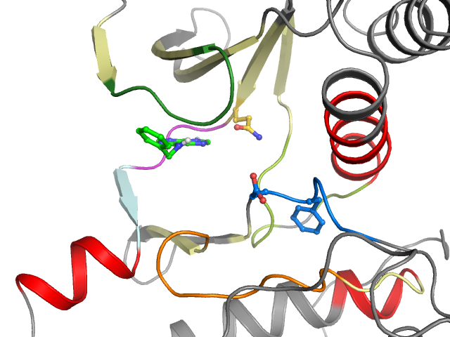 The orthosteric binding pocket