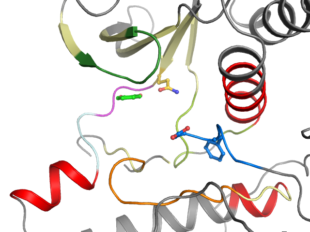 The orthosteric binding pocket