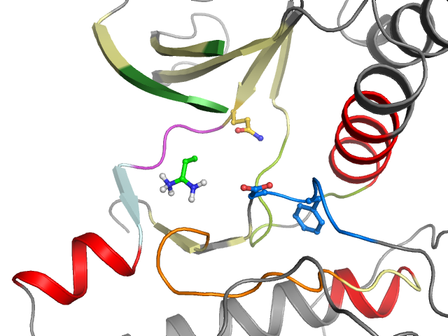 The orthosteric binding pocket