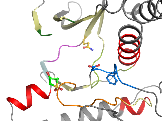 The orthosteric binding pocket