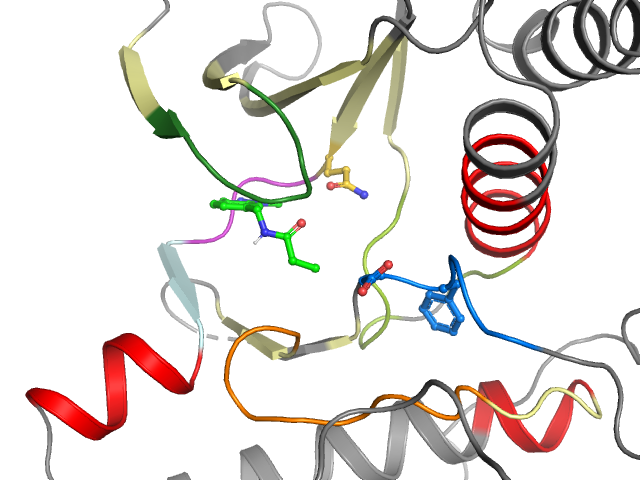The orthosteric binding pocket