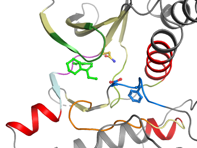 The orthosteric binding pocket
