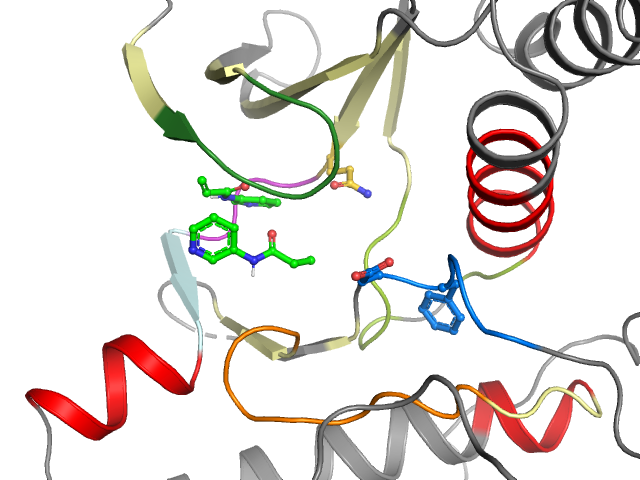 The orthosteric binding pocket