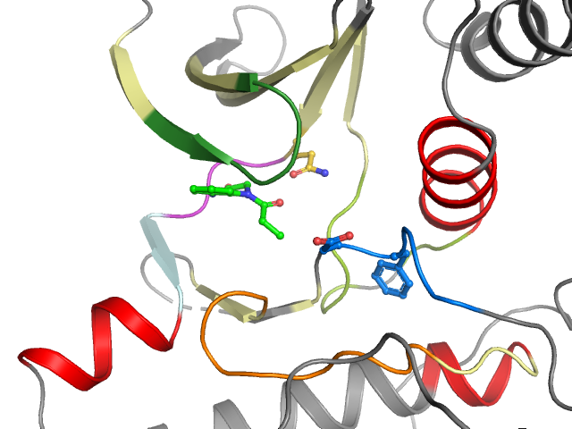 The orthosteric binding pocket