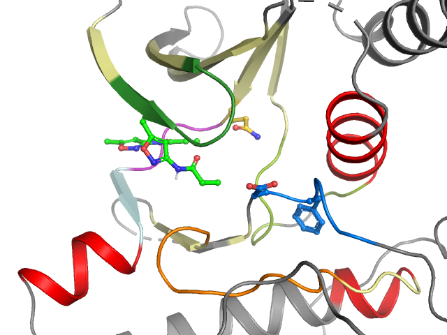 The orthosteric binding pocket