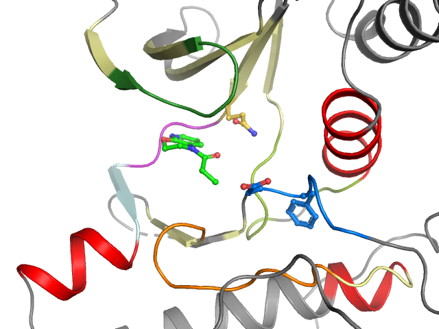 The orthosteric binding pocket