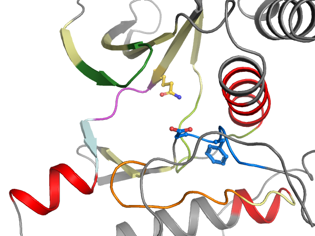 The orthosteric binding pocket