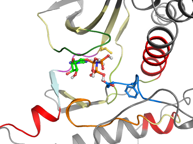 The orthosteric binding pocket